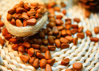 Pakistani Pine Nuts Exports to China Surge 128% in 2024